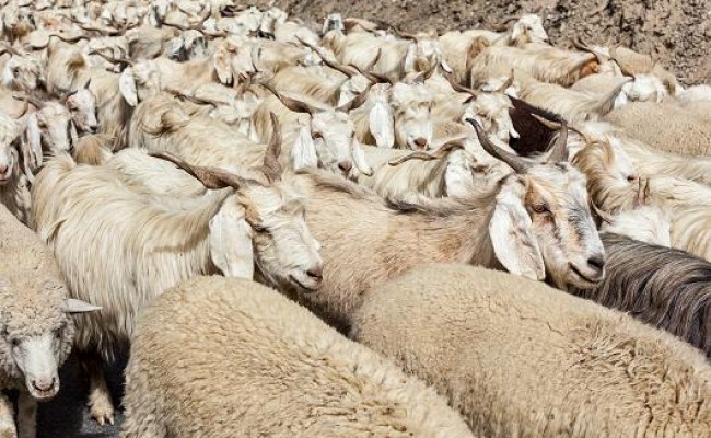 meandering herd, conformed to the pattern of this world, peer pressure, fitting in