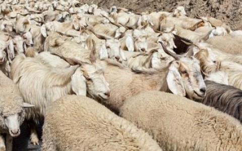 meandering herd, conformed to the pattern of this world, peer pressure, fitting in