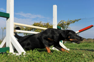 dog fails to do it the right way