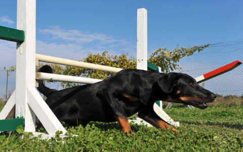 dog fails to do it the right way