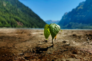 new life in a new, barren land