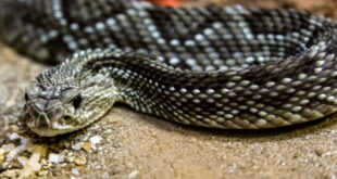 Rattlesnake - serpent's tongue