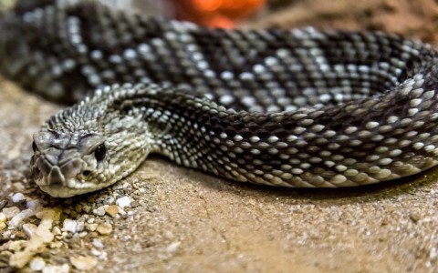 Rattlesnake - serpent's tongue