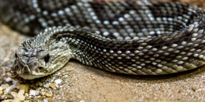 Rattlesnake - serpent's tongue