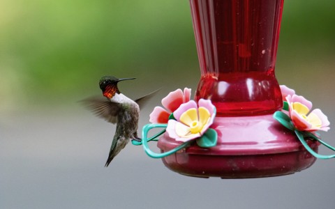 Hummingbird Touchdown