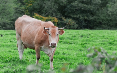 Brown cow teaches me a lesson