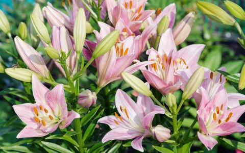 pink lilies