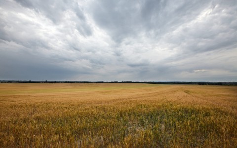 Storm over harvest field, the harvest of souls