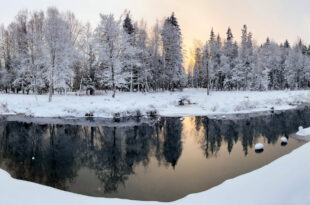 snowy-park-landscape